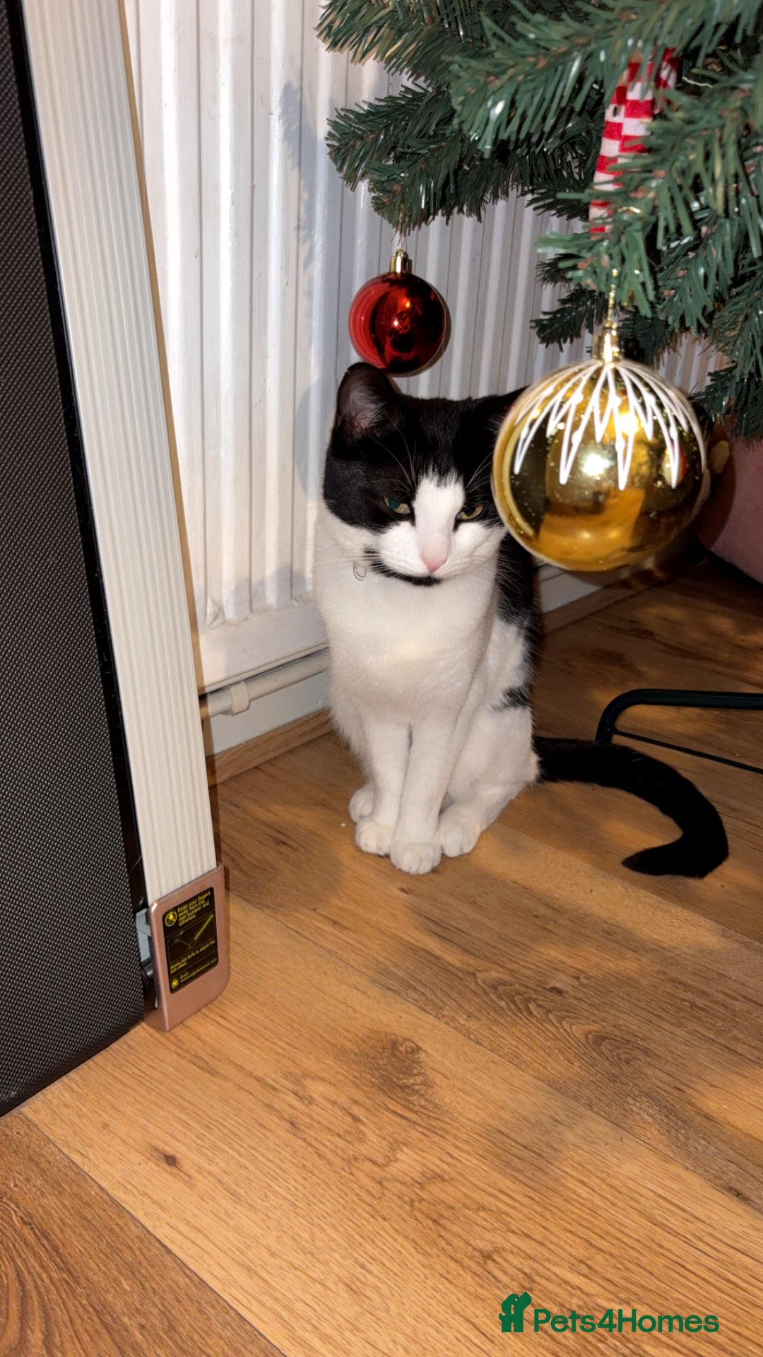 Domestic Shorthair cats for sale: Jess 2 1/2 year old cat - Advert 2
