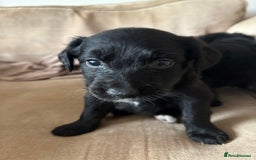 Mixed Breed dogs for sale: 5 Stunning Border Retrievers  - Image 12