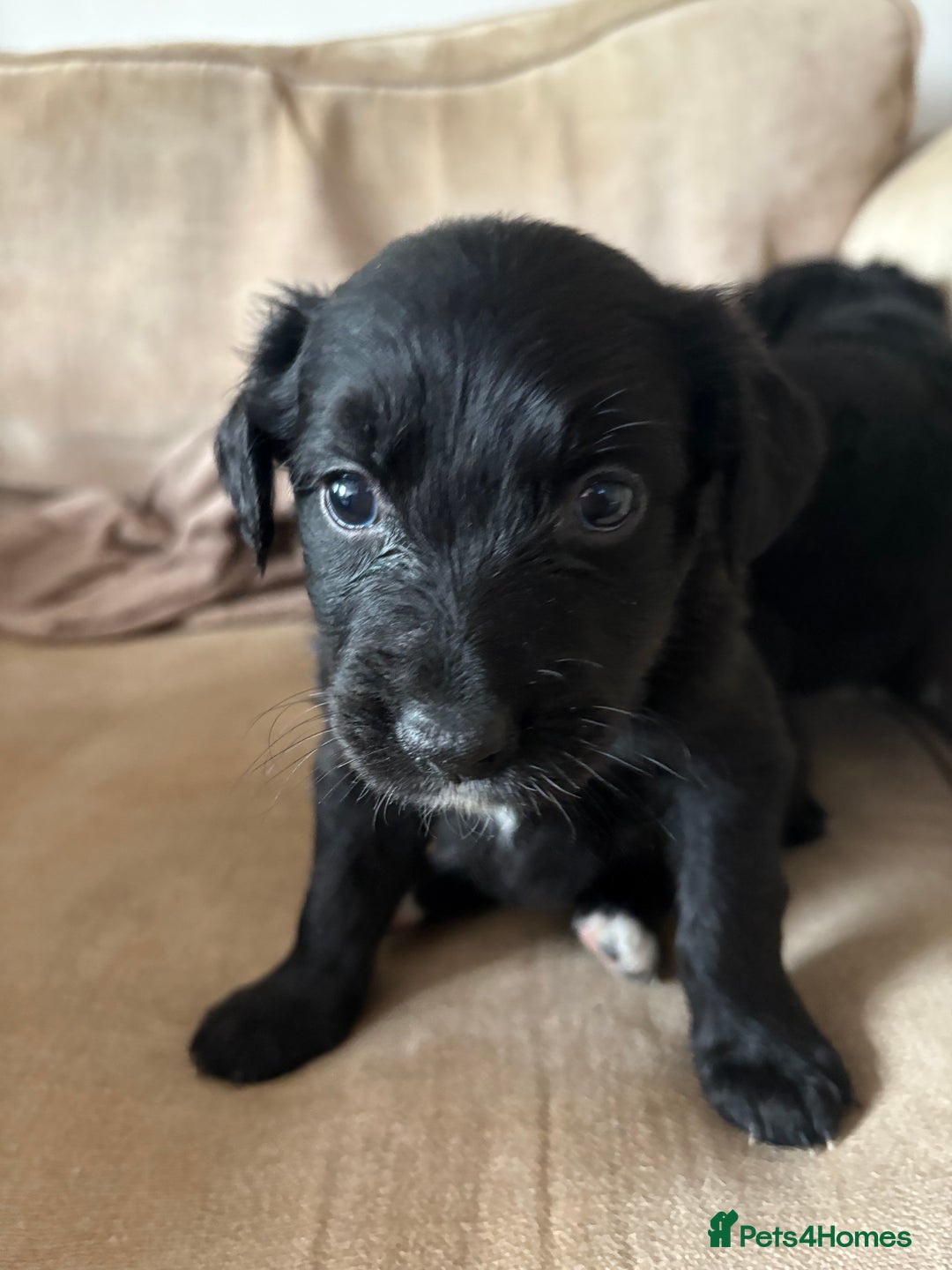 Mixed Breed dogs for sale: 5 Stunning Border Retrievers  - Image 12