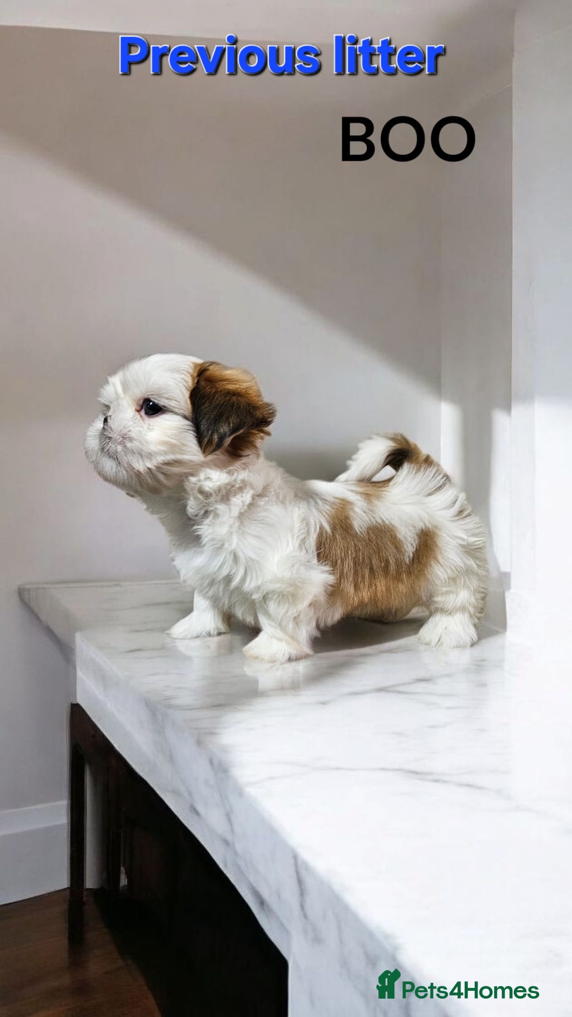 Shih Tzu dogs  💞 PURE STANDARD SHIH TZU 💕 - Advert 8