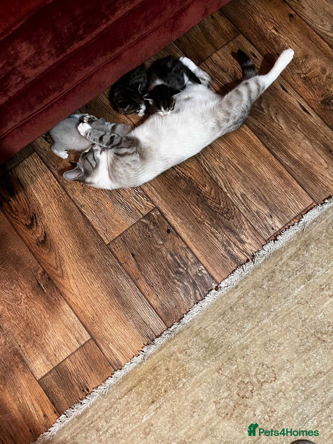 Mixed Breed cats for sale: Kittens for sale - Image 4