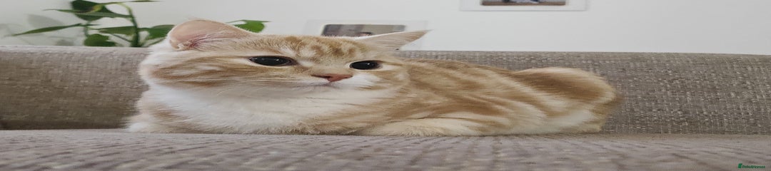 Mixed Breed Kitten 1