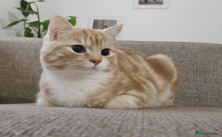Mixed Breed cats - Advert 1