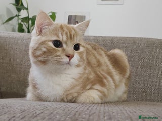 Mixed Breed cats - Advert 34