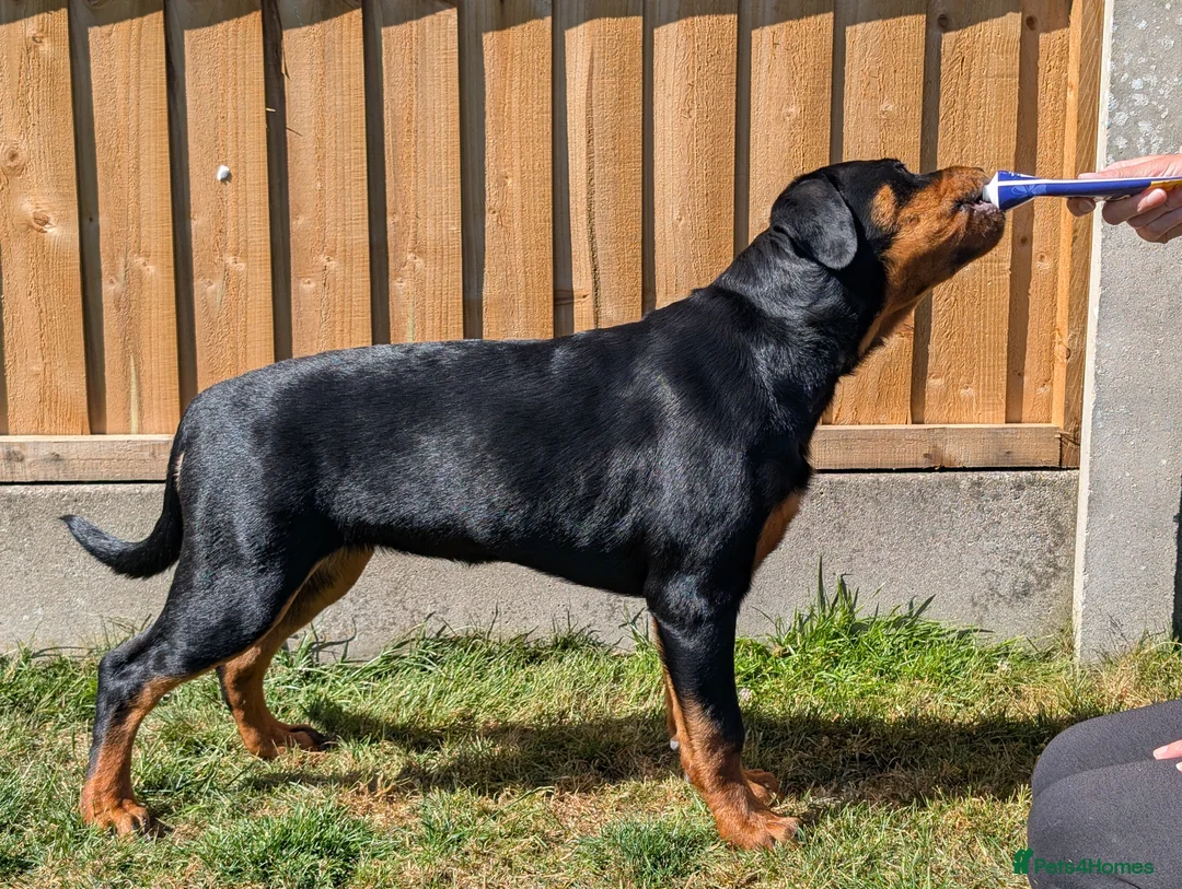 Rottweiler dogs for sale: 18 week old Rottweiler puppy bitch - Advert 4