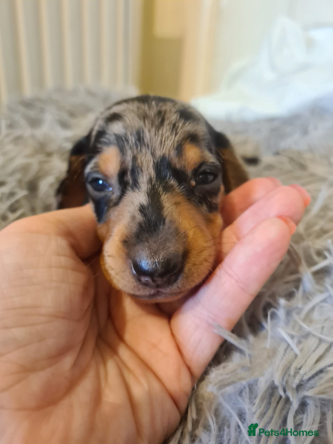 Dachshund dogs for sale: Beautiful Standard Dachshunds  - Image 9