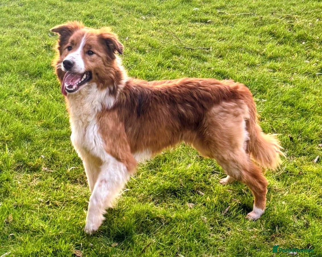 Border Collie dogs Sable & white KC registered border collie at stud  in Chesterfield - Advert 1