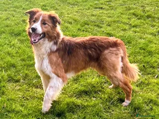 Border Collie dogs Sable & white KC registered border collie at stud in Chesterfield - Advert 1