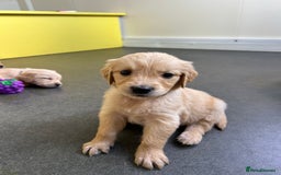 Golden Retriever dogs for sale: Golden retriever puppies for sale  - Image 18
