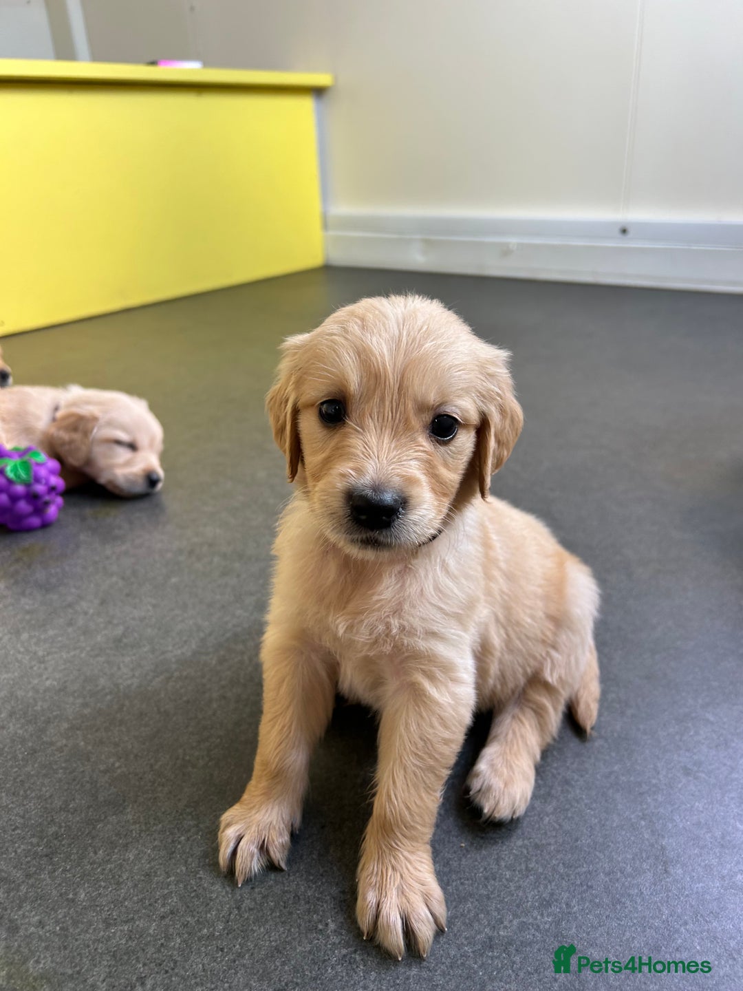 Golden Retriever dogs for sale: Golden retriever puppies for sale  - Image 18
