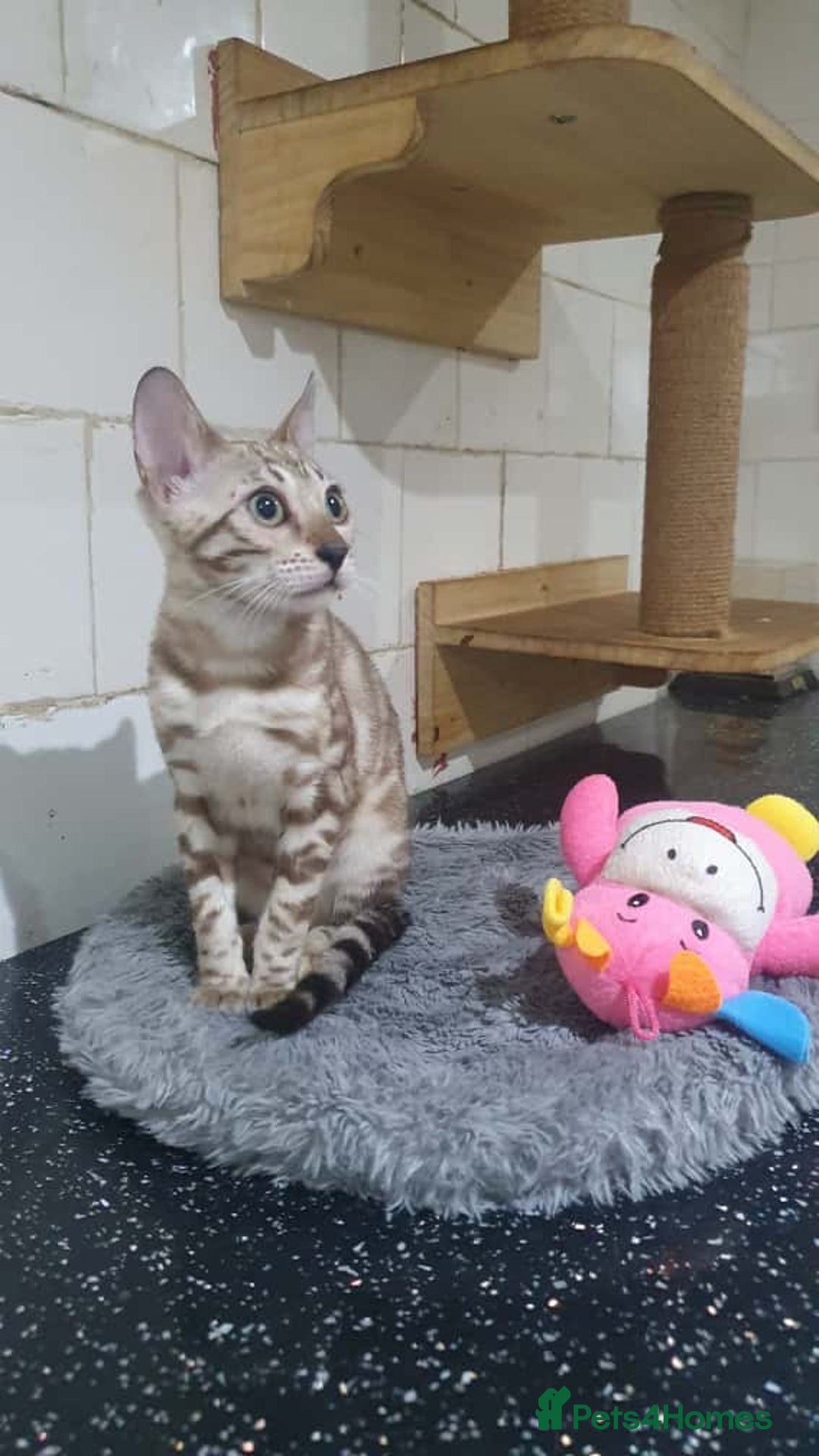 Bengal cats for sale: 🔥✨Pedigree TICA-Registered Bengals - Image 39