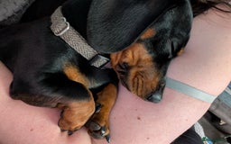 Miniature Dachshund dogs for stud: STUD - KC REG Mini Dachshund -PROVEN - Image 8