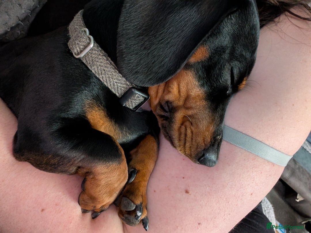Miniature Dachshund dogs for stud: STUD - KC REG Mini Dachshund -PROVEN - Image 8