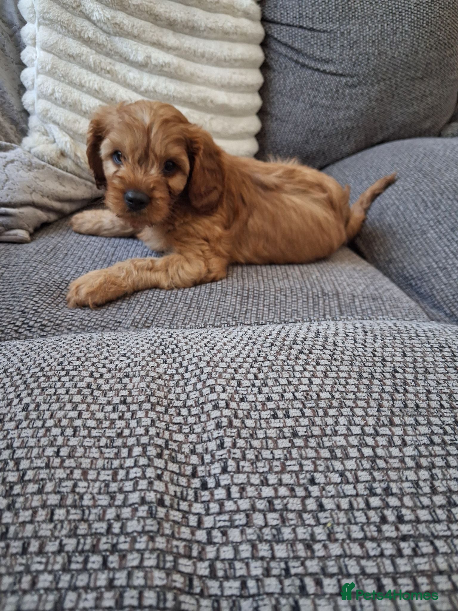 Cavapoo dogs One available girl Health testedparents  - Advert 2