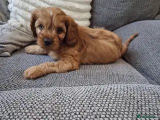 Cavapoo dogs One available girl Health testedparents - Advert 2