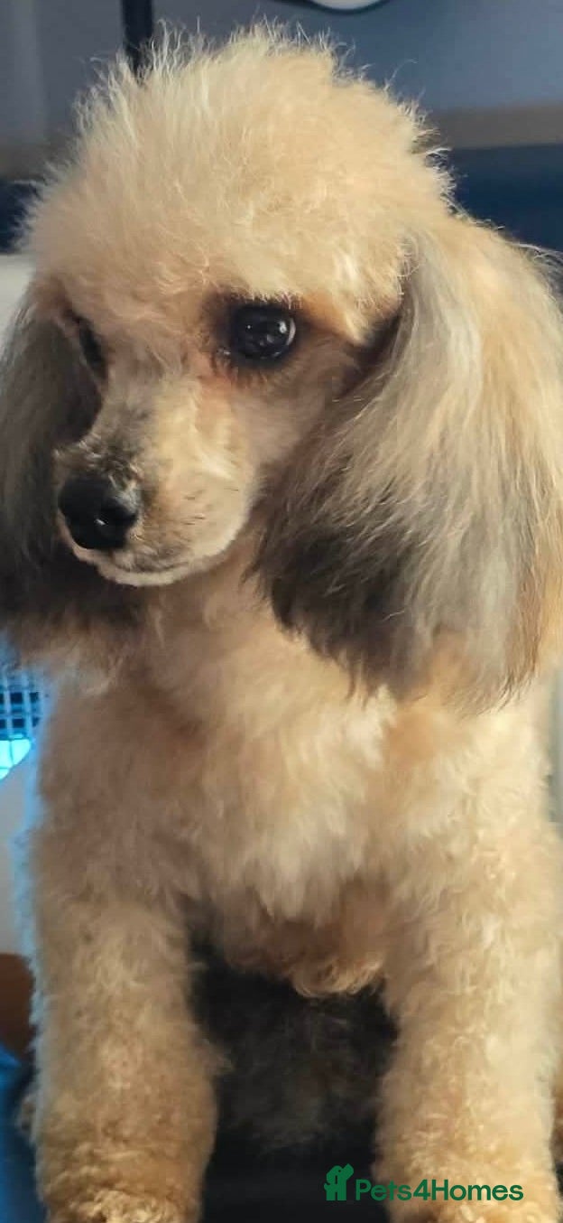 Toy Poodle dogs Tiny toy poodle looking for you  - Advert 5