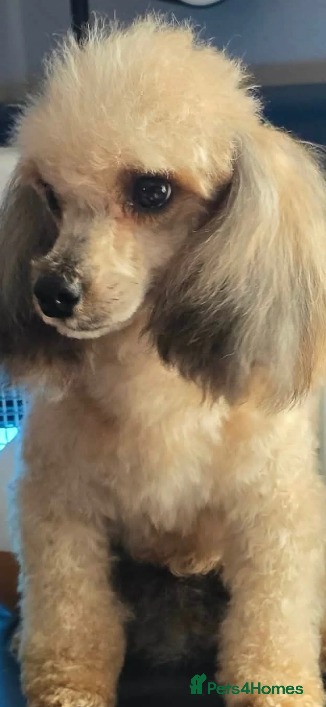Toy Poodle dogs for sale: Tiny toy poodle looking for you  - Advert 1