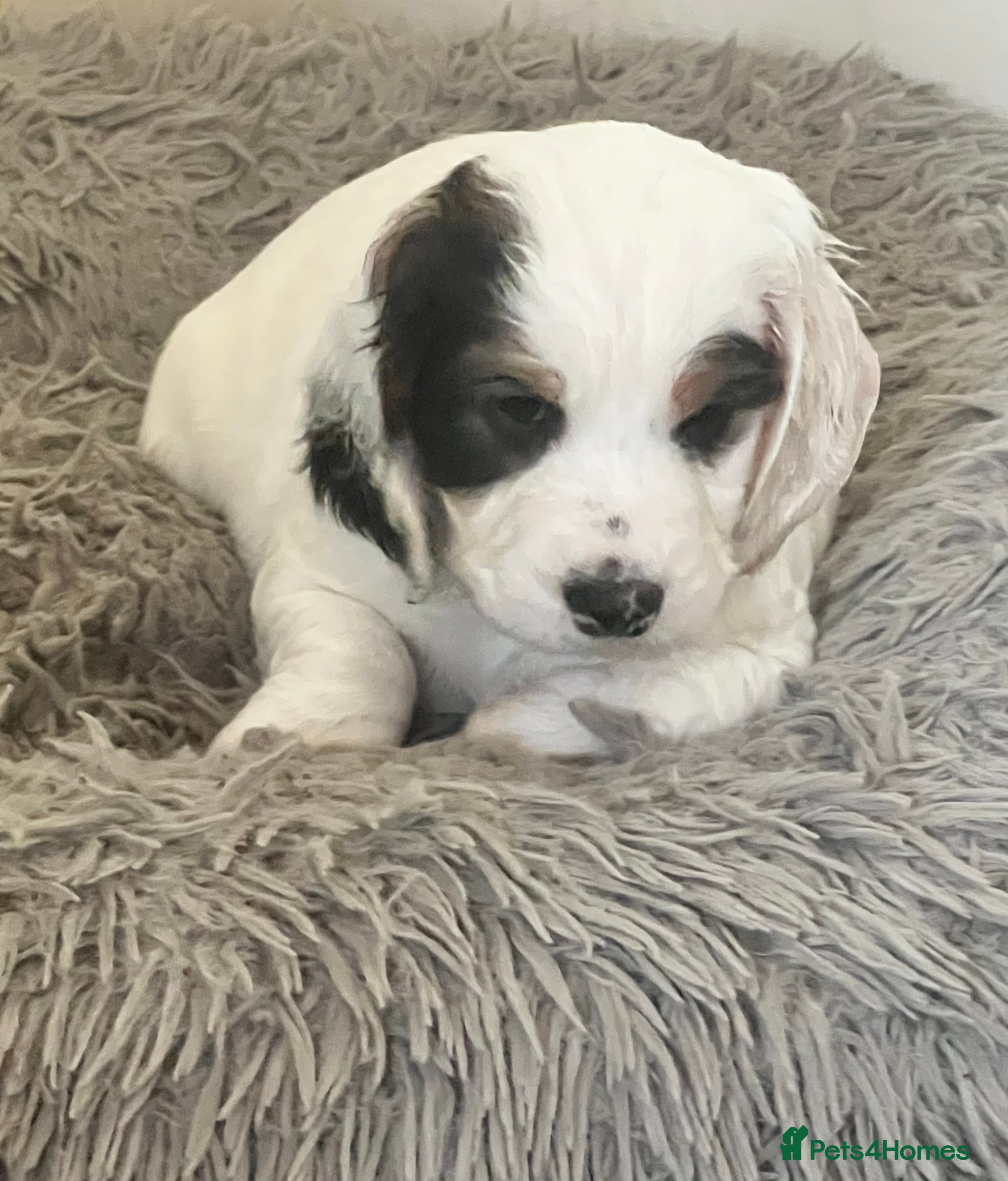 Cockapoo dogs Beautiful F1B cockapoo puppies! - Advert 3