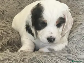 Cockapoo dogs Beautiful F1B cockapoo puppies! - Advert 3