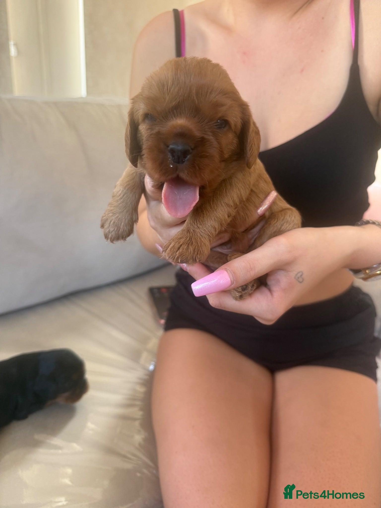 Cavalier King Charles Spaniel dogs for sale: Kc Cavalier King Charles puppies are now reserved - Advert 1