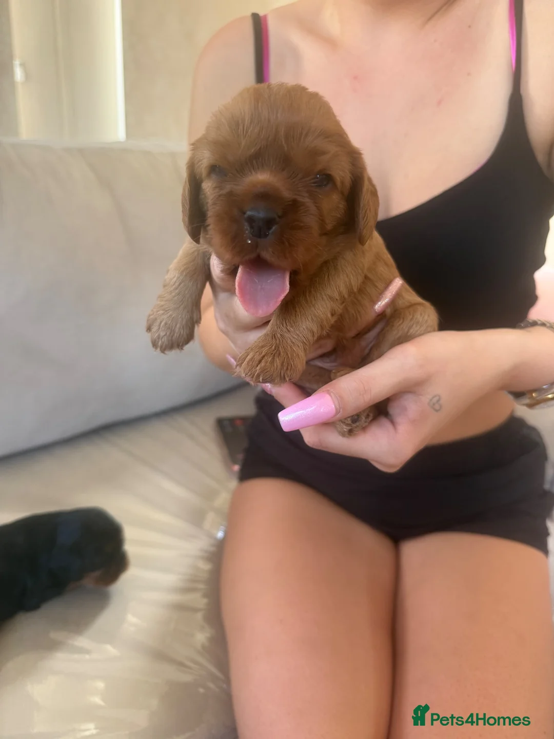 Cavalier King Charles Spaniel dogs for sale: Kc Cavalier King Charles puppies are now reserved - Advert 1
