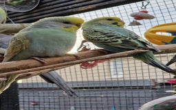 Budgerigars birds for sale: 3x baby budgie reseve only til 13th oct. From £45 - Image 9
