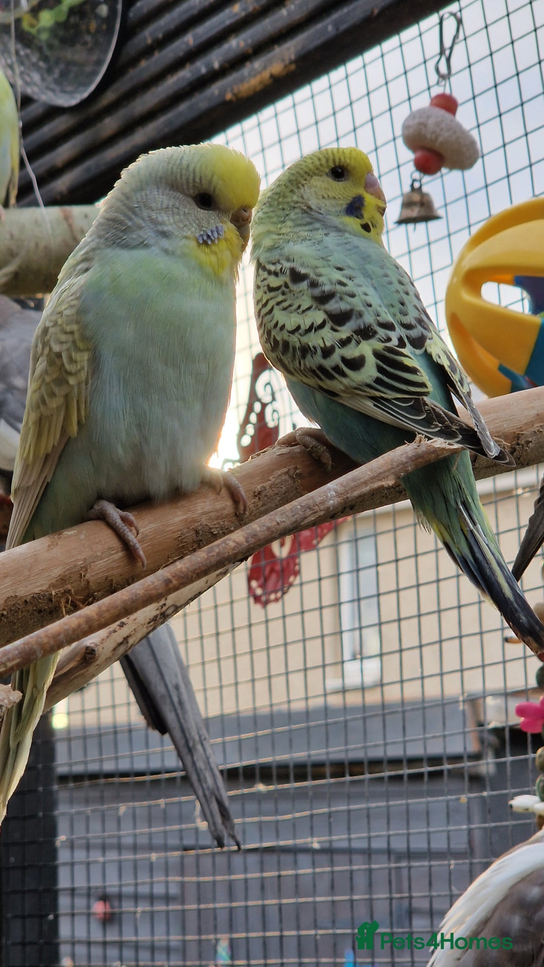 Budgerigars birds for sale: 3x baby budgie reseve only til 13th oct. From £45 - Image 9