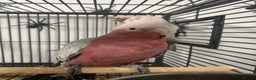 Parrots birds for sale: Hand Reared Baby Galah Cockatoos  - Advert 3