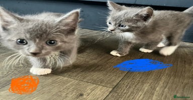 Ragdoll cats - Advert 8