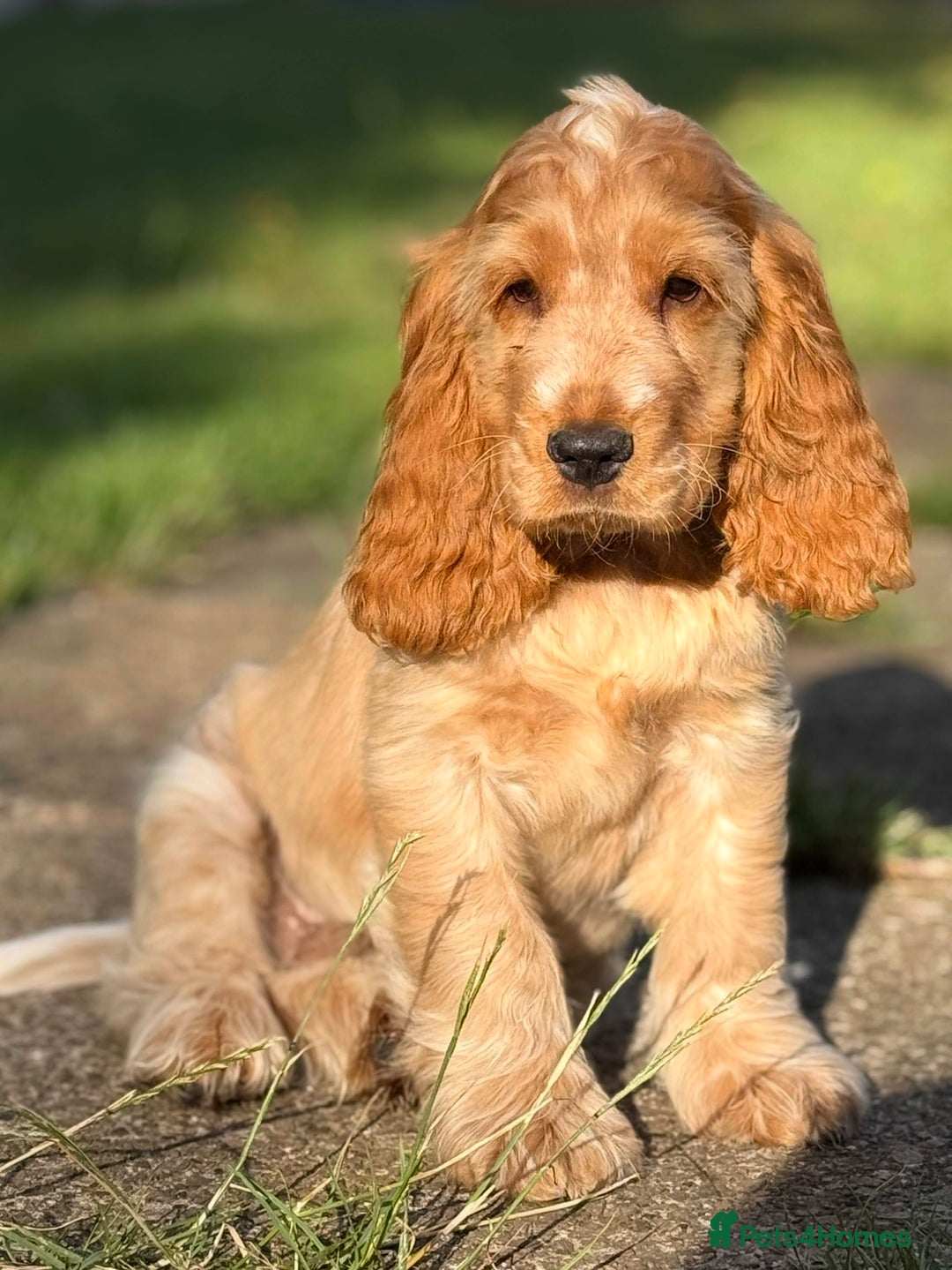 Cocker Spaniel dogs for sale: Last boy! Top quality show-type Cocker Spaniels! in Leicester - Image 1