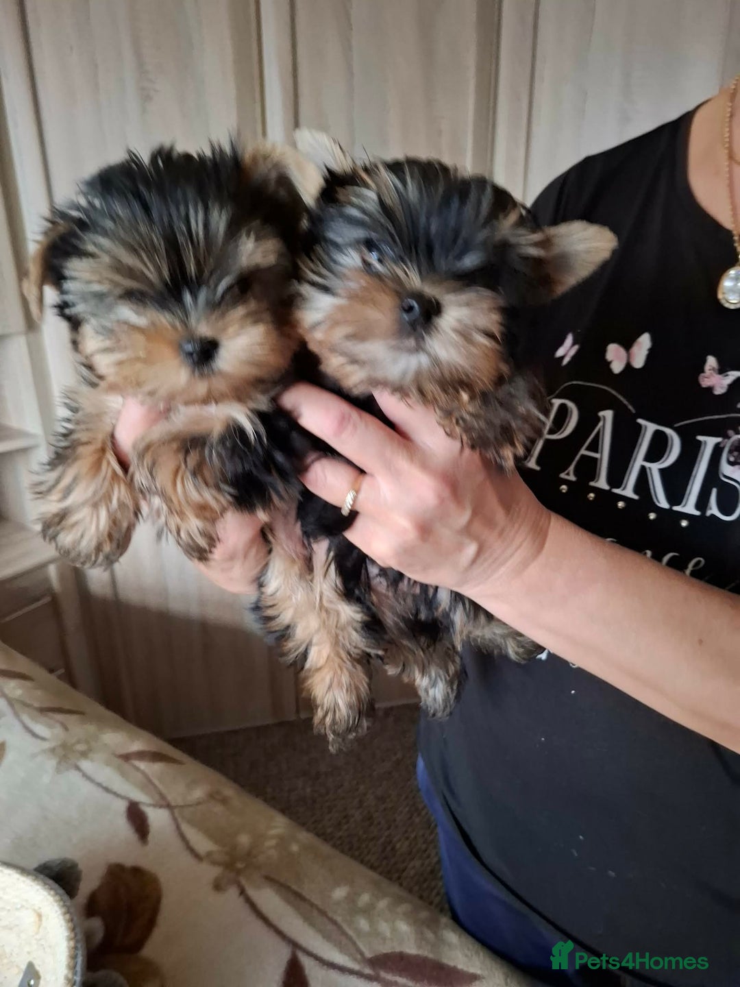 Yorkshire Terrier dogs for sale: Mini Yorkshire Terrier female pups - Advert 12