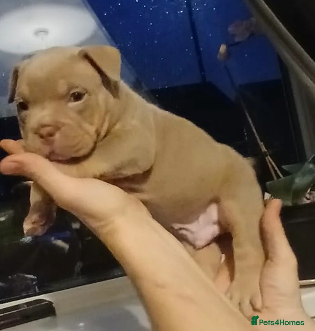 American Bully dogs for sale: POCKET BULLYS CHAMPION BLOOD LINES ABKC REGISTERD - Advert 13