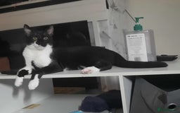Mixed Breed cats for sale: Enzo  - Image 3