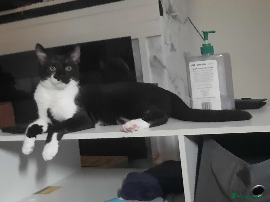 Mixed Breed cats for sale: Enzo  - Image 3