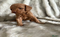 Toy Poodle dogs for sale: Kc deep red toy poodles  - Image 5