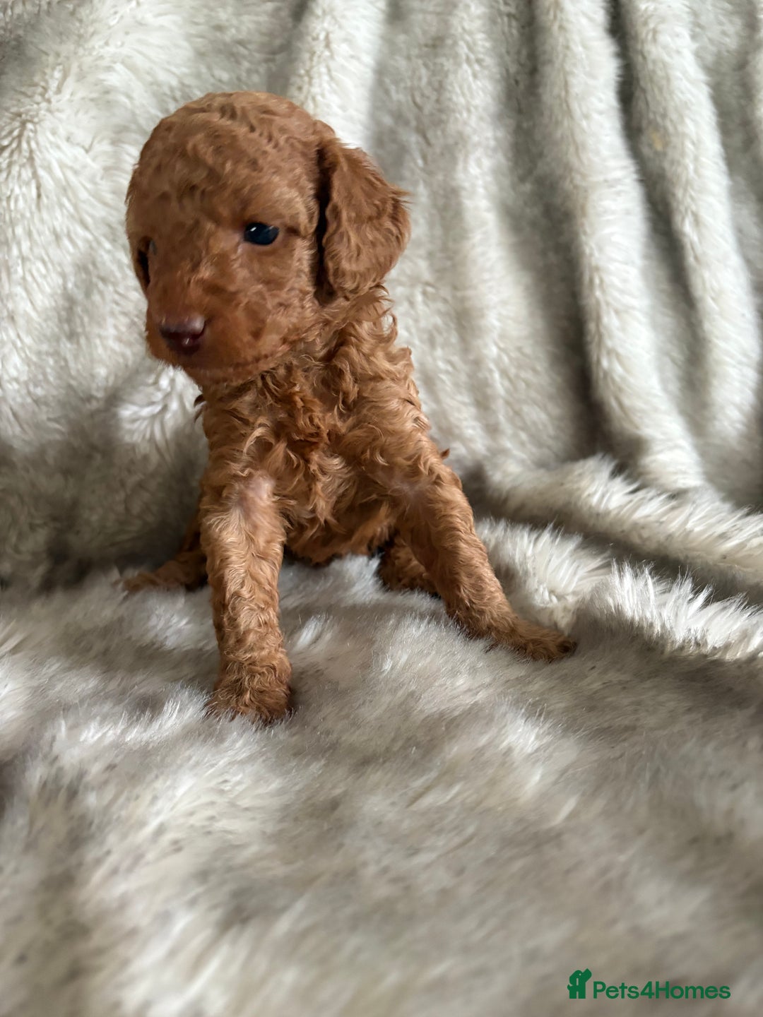 Toy Poodle dogs for sale: Kc deep red toy poodles  - Image 5