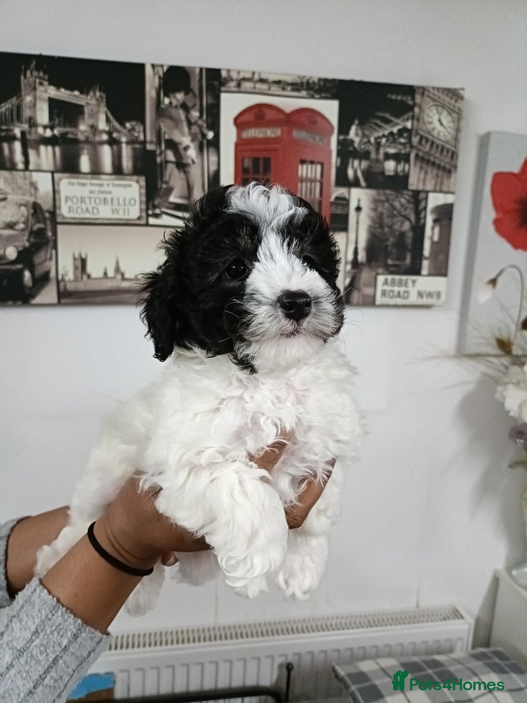 Toy Poodle dogs for sale: Asian phantom toy poodles - Advert 5