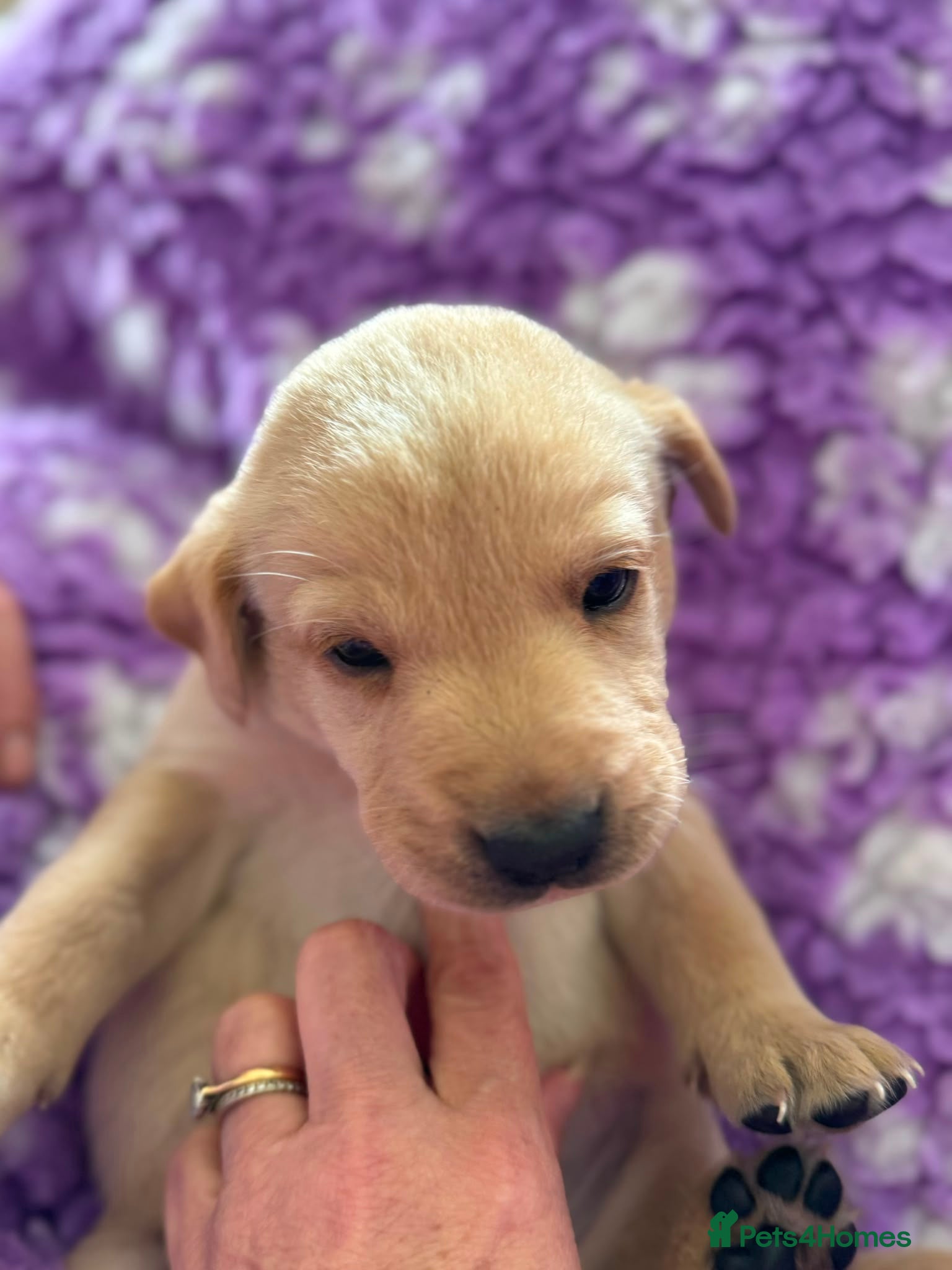 Labrador Retriever Puppy 6