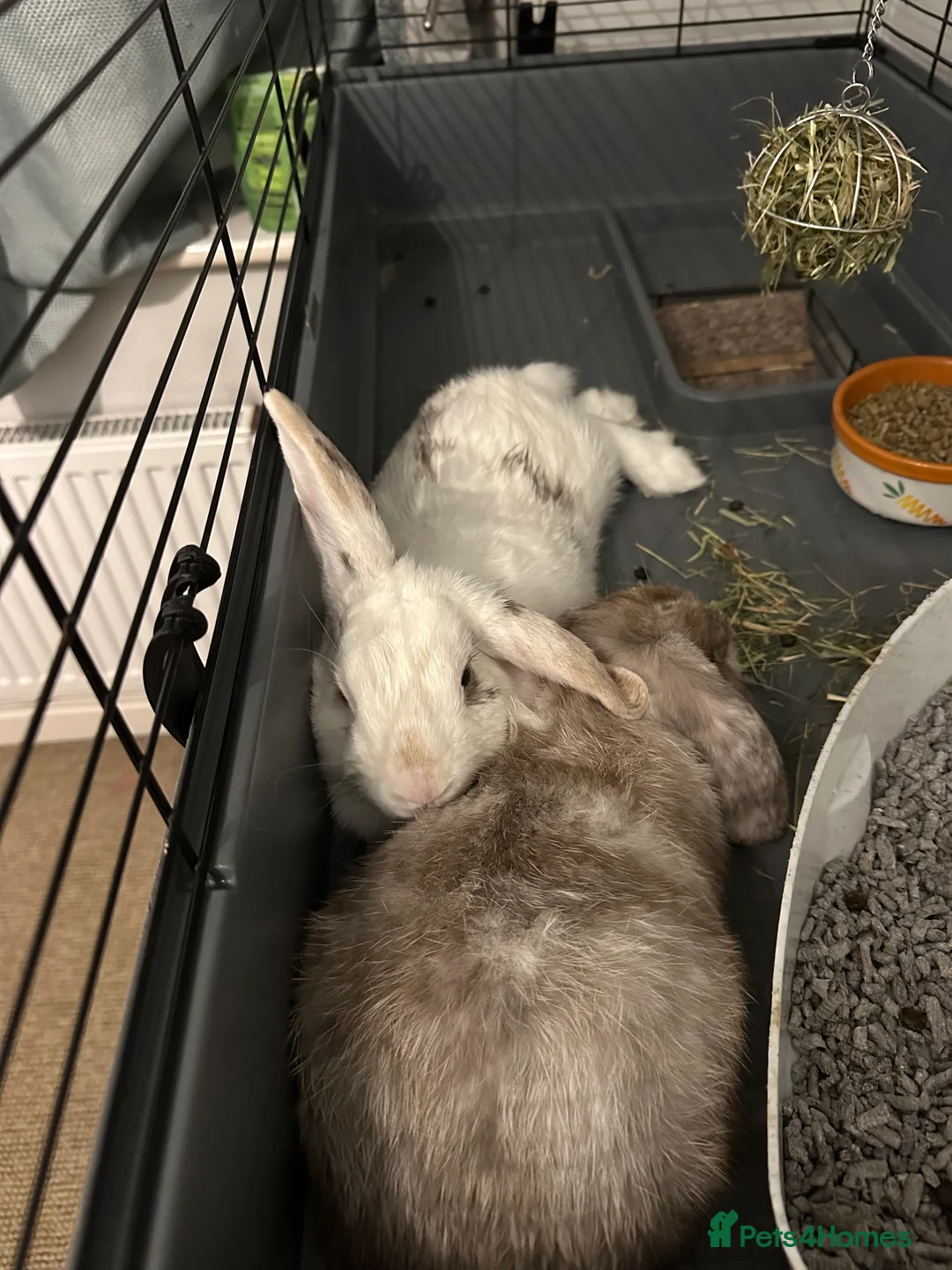 Mixed Breed rabbits for sale: Mini lop/ lionhead male and female rabbits - Advert 5