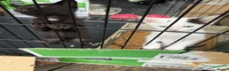Mixed Breed cats for sale: Kittens in Redhill - Advert 2