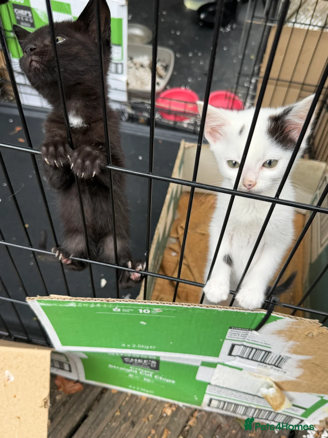 Mixed Breed cats for sale: Kittens in Redhill - Advert 2