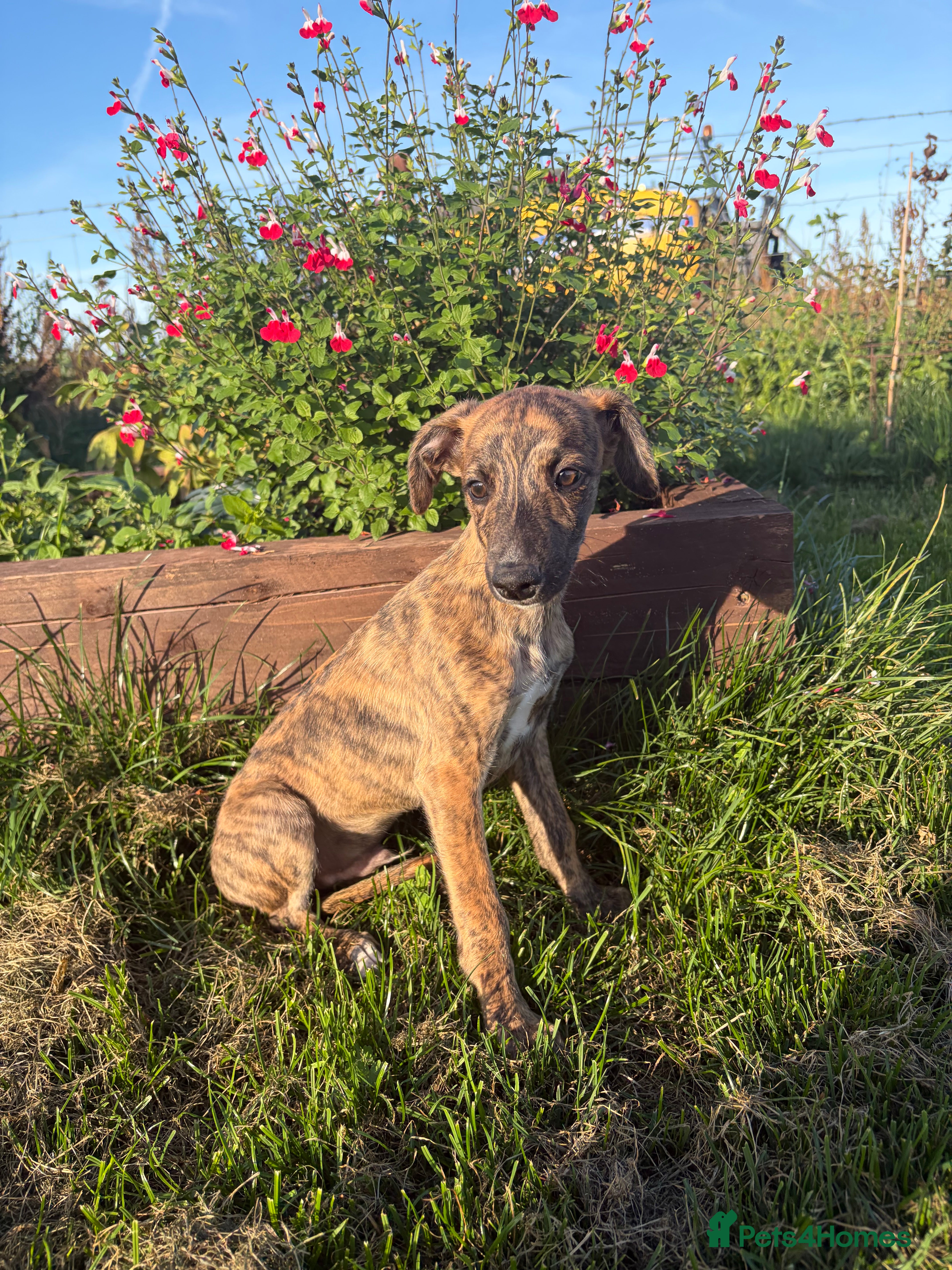 Whippet dogs Beautiful whippets- Last boy remaining  - Advert 2