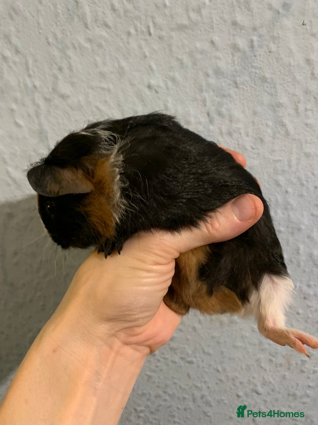 Guinea Pig rodents for sale: Skinny pigs and Skinny Pig Carriers - Advert 12