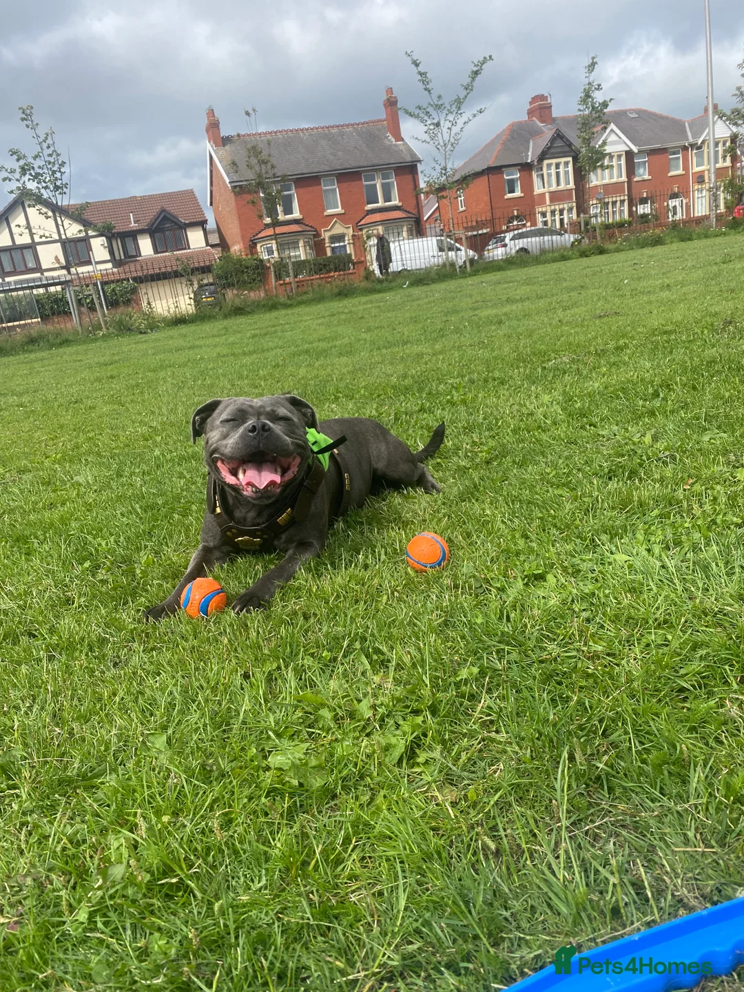 Staffordshire Bull Terrier dogs for sale: Shadow 4 years old  in Blackpool - Advert 2