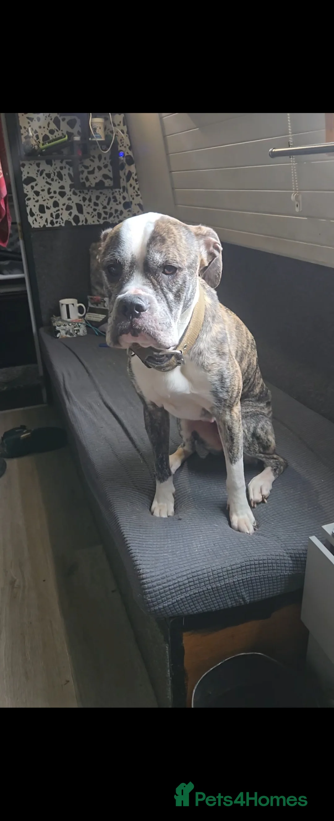 Mixed Breed dogs for sale: Penny - Advert 4