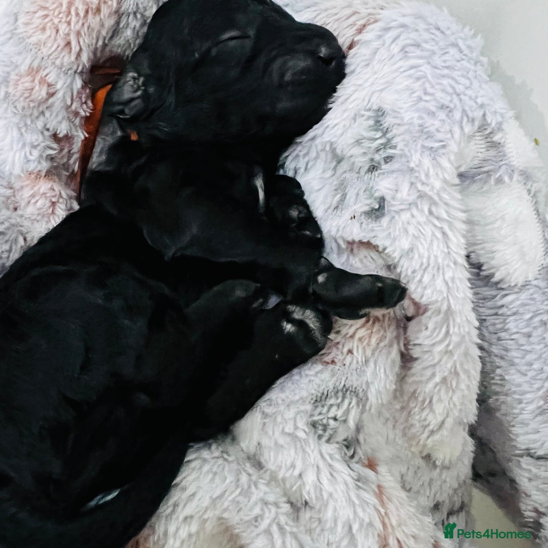 Cockapoo dogs for sale: Beautiful Cockapoo Puppies – 6 Boys & 2 Girls - Advert 14