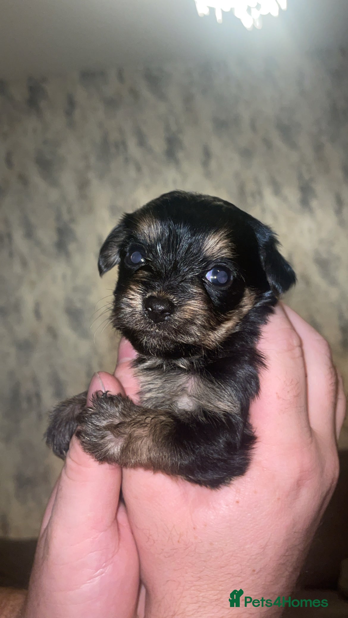 Mixed Breed dogs Jack Cross Yorkshire Terrier Pups - Advert 3