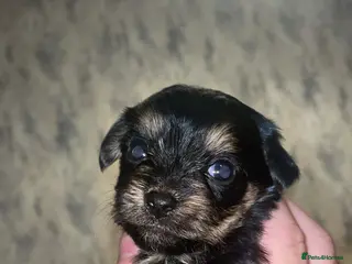 Mixed Breed dogs Jack Cross Yorkshire Terrier Pups - Advert 3