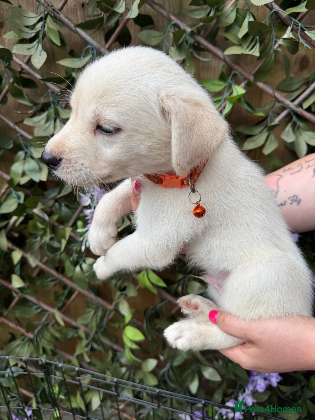 Mixed Breed dogs for sale: Beautiful Puppies looking for their forever home♥️ - Image 21