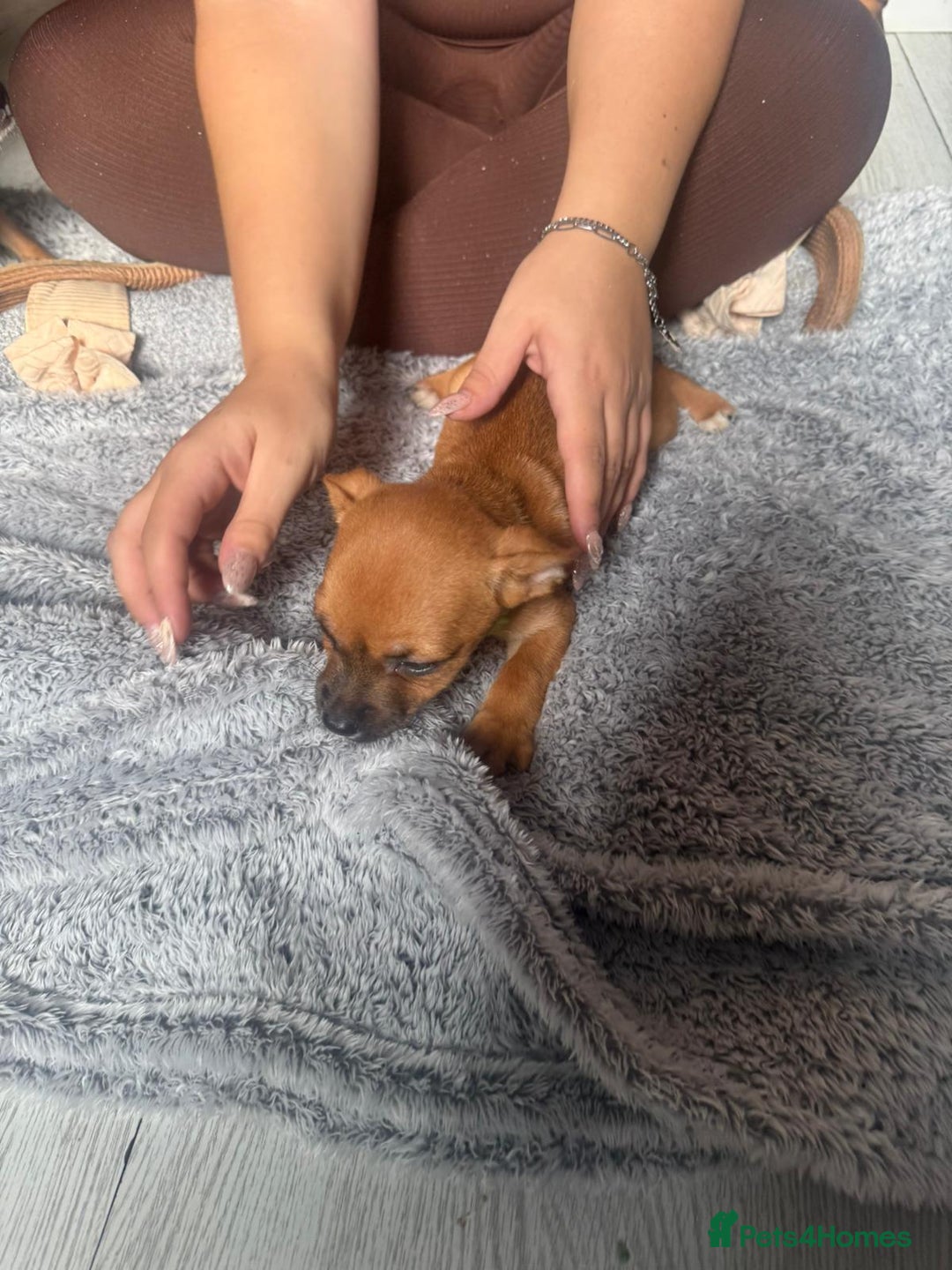 Mixed Breed dogs for sale: Chihuahua puppies £300 - Image 19